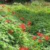 神代植物公園_水生植物園（東京都調布市）