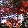 成田山新勝寺 - 第二弾 -