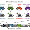 ヒストン修飾と相互作用する新規タンパク質の網羅的同定