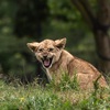 日本の野生動物が町に出没して何かと被害が出ています、私も襲われました！