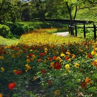 ロードコスモス