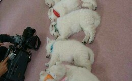 記事を見る