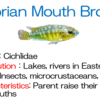 VICTORIAN MOUTH BROODER