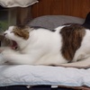 新！土曜日の恋猫！