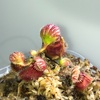 セファロタス成長記録=2026/3月11日 #食虫植物 #セファロタス #icos #著作権無料 #BGM