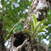 キソデボウシインコ(Orange-winged Parrot)