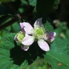 ブラックベリーの花と実