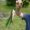 野みちのおまけ。