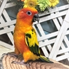 かわいい中型インコちゃんのご紹介☆