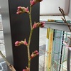 2024年桜開花しました