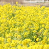 菜の花とフロントガラス越しのメジロ