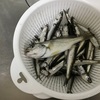 イシモチが釣れた