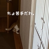 雨田甘夏、訪問です。【猫と空間と窮屈事情】
