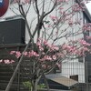 花水木
