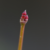 かえでの冬芽