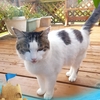 ねことじゃがいもとデコピグ