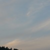 トマトの茎を抜く