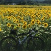 飯舘村向日葵畑🌻