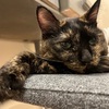 あたしゃしってるのよ。