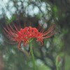 9月の雨と彼岸花（埼玉県幸手市 幸手権現堂公園）