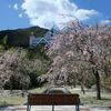 　池に浮かぶ桜の花びら