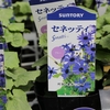 おすすめ植物〜10月1日！　サントリーフラワーズのセネッティ―！　入荷しました♪　