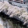 都営浅草線5500形 　横浜の桜