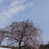 鶏舎の桜