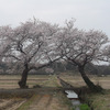 上堰潟公園の布目夫婦桜2013（新潟市西蒲区）