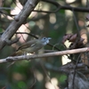 ノドジロカンムリヒヨドリ Puff-throated Bulbul