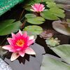 5月下旬、池のスイレンと庭仕事