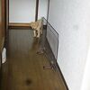 ニゴくん不審な行動ふたたび