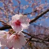 大寒桜(オオカンザクラ)