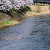 日野川の畔に咲く桜並木と「スーパーやくも」色の381系を撮る！