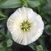 春の花12