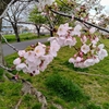 お花見ジョグ②　〜 一斉に花開きだす〜