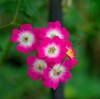darktableで花を撮る（３）