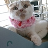 ケープ