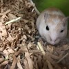 くるみあん113日目