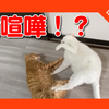 猫の大喧嘩！？喧嘩を売る猫とケンカを買う猫。Cat quarrel.