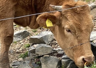 宮城のブランド牛・新生漢方牛！14種類の漢方を食べて育つ牛