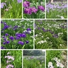 卯辰山花菖蒲園／金沢市街を一望する卯辰山公園
