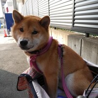 犬バカちゃんリン☆彡蕎麦屋の風鈴♬　乗り物大好き！柴犬・空海くん🐾
