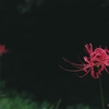  cluster amaryllis