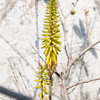 アロエの花