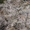 桜満開！ようやく冬が終わって桜、そして初夏へ