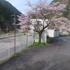 泉のチューリップです。