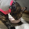 おねえちゃんはっぴばーすでー。