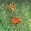 Làm thế nào để diệt nhện đỏ cho rau cải
