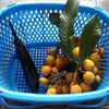 今日は父の日か